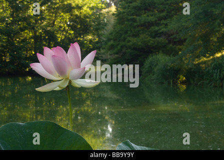 Heilige Lotus Nelumbo Nucifera, Nelumbonaceae, Landriana Gärten, Tor S. Lorenzo, Rom, Italien Stockfoto