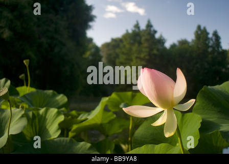 Heilige Lotus Nelumbo Nucifera, Nelumbonaceae, Landriana Gärten, Tor S. Lorenzo, Rom, Italien Stockfoto