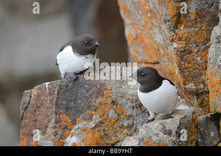 Little Auk paar Alle Alle in einer Diabasodden Klippe im Sommer bedeckt Tag Svalbard Stockfoto