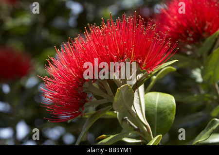 Pohutukawa Blumen Dunedin Otago Neuseeland Südinsel Stockfoto