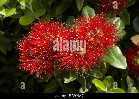 Pohutukawa Blumen Dunedin Otago Neuseeland Südinsel Stockfoto