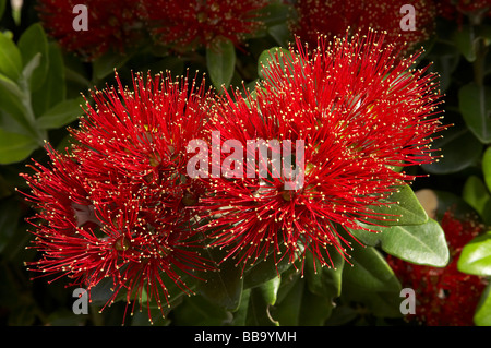 Pohutukawa Blumen Dunedin Otago Neuseeland Südinsel Stockfoto