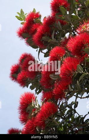 Pohutukawa Blumen Dunedin Otago Neuseeland Südinsel Stockfoto