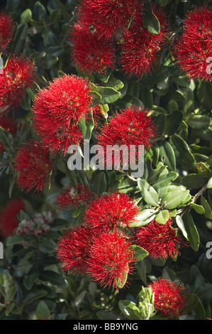 Pohutukawa Blumen Dunedin Otago Neuseeland Südinsel Stockfoto