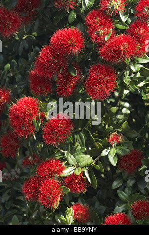 Pohutukawa Blumen Dunedin Otago Neuseeland Südinsel Stockfoto