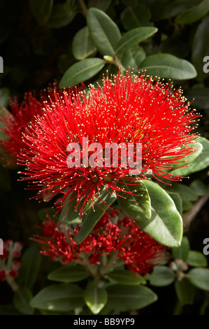 Pohutukawa Blumen Dunedin Otago Neuseeland Südinsel Stockfoto