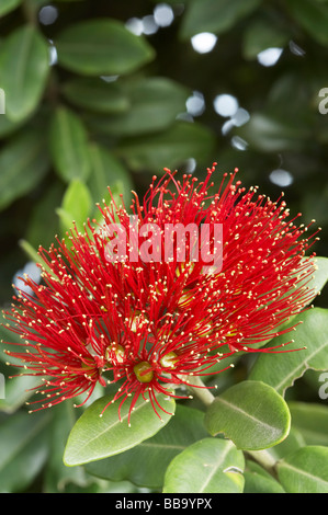 Pohutukawa Blumen Dunedin Otago Neuseeland Südinsel Stockfoto