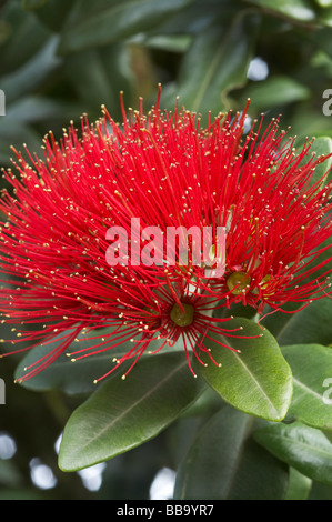 Pohutukawa Blumen Dunedin Otago Neuseeland Südinsel Stockfoto