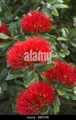 Pohutukawa Blumen Dunedin Otago Neuseeland Südinsel Stockfoto