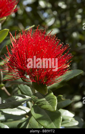 Pohutukawa Blumen Dunedin Otago Neuseeland Südinsel Stockfoto