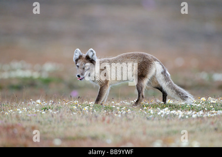 Arctic Fox Vulpes lagopus seeking carrion or other food source Svalbard Stockfoto