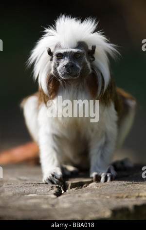 Baumwoll-Top Tamarin - Saguinus oedipus Stockfoto