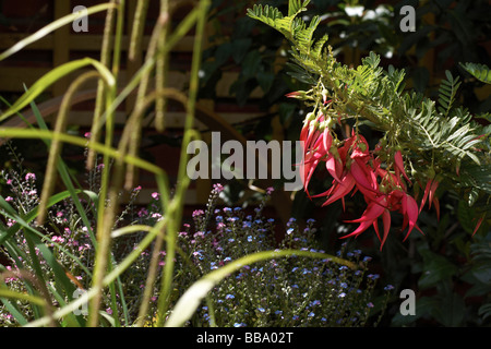 Pflanzlichen Kolibri, Kork Holz Baum, Sesban, Agasta, Sesbania Grandiflora Desv Papilionaceae, rote Blüten hängen nach unten, Stockfoto