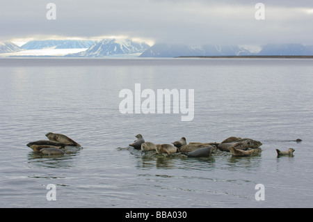 Gemeinsamen Robbenkolonie in Prinz Karl Land Svalbard Stockfoto