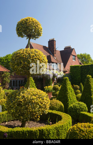 Norfolk Osten Ruston alte Pfarrhaus Garten holländischen Garten Ilex Aquifolioum abgeschnitten, in drei Kugelform Stockfoto