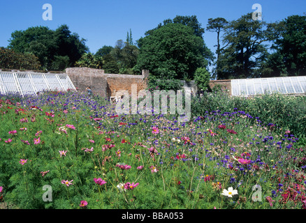 Der Blumengarten und Gewächshäuser in den Lost Gardens of Heligan im Sommer - Pentewan - Cornwall UK Stockfoto