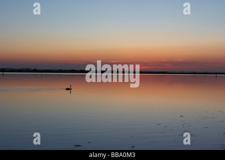 Schwan, Sonnenuntergang über Waveney Fluss, Burgh Castle, GorlestonNorfolk, UK Stockfoto