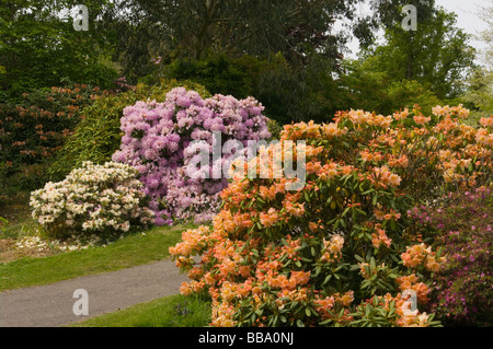 Verschiedenen Farben blühenden Rhododendron Sträucher an der Leonardslee Gardens West Sussex in England Stockfoto