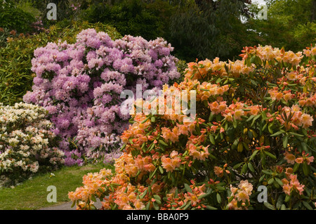 Verschiedenen Farben blühenden Rhododendron Sträucher an der Leonardslee Gardens West Sussex in England Stockfoto