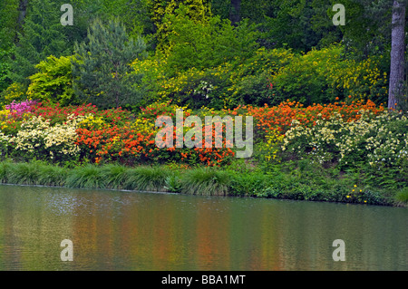 Eine Bank von verschiedenen Farben Azalea Sträucher grenzt an den Motor-Teich an der Leonardslee Gardens West Sussex in England Stockfoto