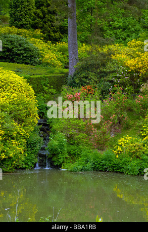 Wasserfall von gelben Azaleen Rhododendron Luteum Entleerung in Wasserfall Teich an der Leonardslee Gardens West Sussex in England Stockfoto