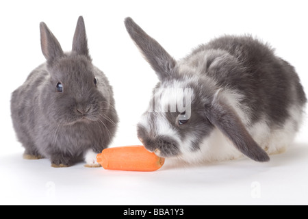 zwei Hasen und eine Karotte, isoliert auf weiss Stockfoto