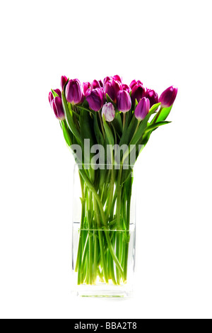 Violette Tulpen Stockfoto