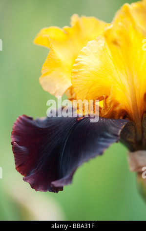 Hohen Bartiris "Dwight Enys" Blume Stockfoto