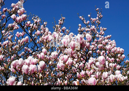 Blühende Untertasse Magnolie (Magnolia X soulangiana) Stockfoto