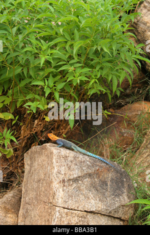 Eine männliche Agama Eidechse (Agama Agama) sonnen sich auf einem Felsen im Tsavo Nationalpark Kenia Stockfoto