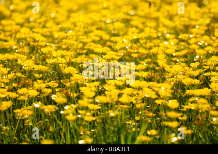 Eine Nahaufnahme eines großen Patches von gelben Butterblume Wiesenblumen im Feld Stockfoto