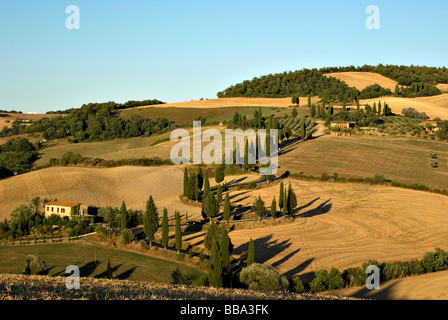 Zypressen (Cupressus) gesäumten Allee, Montechiello, Toskana, Italien, Europa Stockfoto