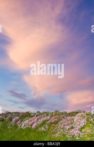 "Sparsamkeit" "Meer rosa' 'Armeria Maritima" auf einem Stein Wand in Cornwall Stockfoto