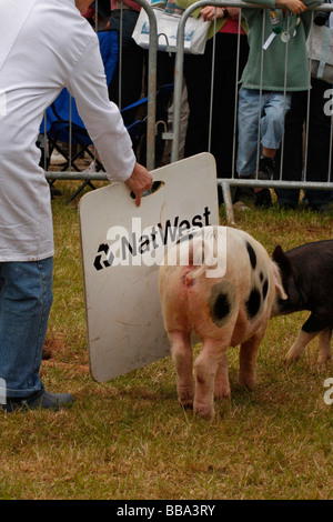 Schwein mit einem Natwest Bank gesponsert-Board gesteuert Stockfoto