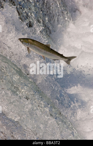 Sockeye Lachse, Wasserfall Oncorhynchus Nerka Katmai Nationalpark Alaska laichen Stockfoto