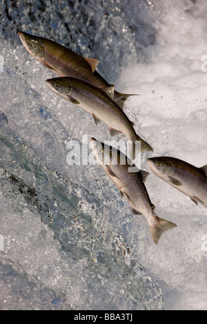 Sockeye Lachse, Wasserfall Oncorhynchus Nerka Katmai Nationalpark Alaska laichen Stockfoto