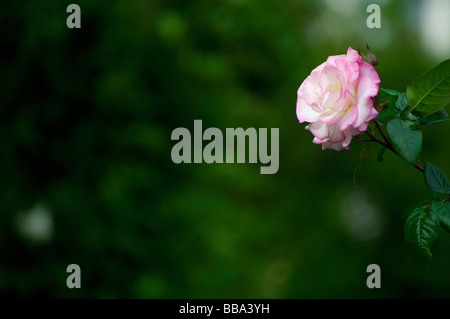 Rose Blume Klettern Stockfoto