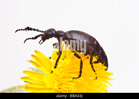 Europäische Öl-Käfer (Meloe proscarabaeus) Stockfoto