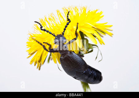 Europäische Öl-Käfer (Meloe proscarabaeus) Stockfoto