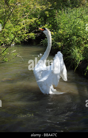 Swan Stretching und Waschen in Abbotsbury Swannery, Dorset, England, Großbritannien Stockfoto