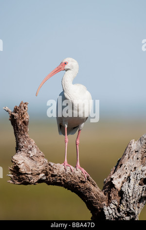 Weißer Ibis Stockfoto