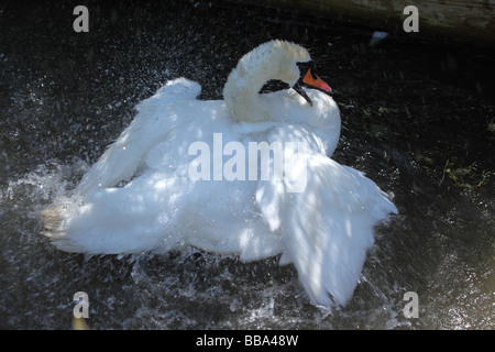 Swan Waschen in Abbotsbury Swannery, Dorset, England, Großbritannien Stockfoto