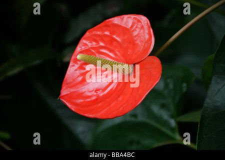 Flamingo-Blume aka Tail Blume oder Banner Pflanze, Anthurium SP., Aronstabgewächse, Mittel- und Südamerika Stockfoto