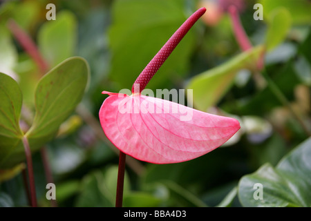 Flamingo-Blume aka Tail Blume oder Banner Pflanze, Anthurium Andreanum, Aronstabgewächse, Mittel- und Südamerika Stockfoto