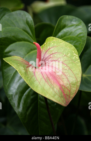 Flamingo-Blume aka Tail Blume oder Banner Pflanze, Anthurium Andreanum, Aronstabgewächse, Mittel- und Südamerika Stockfoto