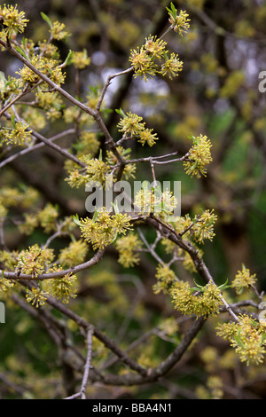 Cornelian Cherry, Cornus Mas, Cornales, Europa und Westasien Stockfoto