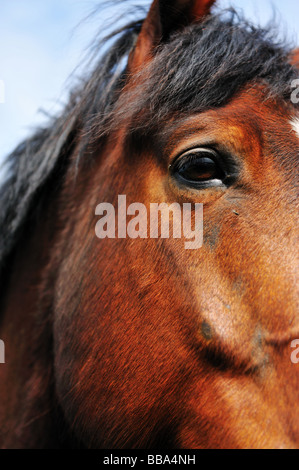 Porträt eines schönen braunen Pferdes Stockfoto