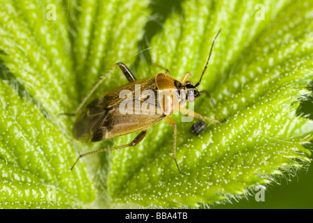 Angeschlagene Pflanze Bug (Lygus Rugulipennis) Stockfoto