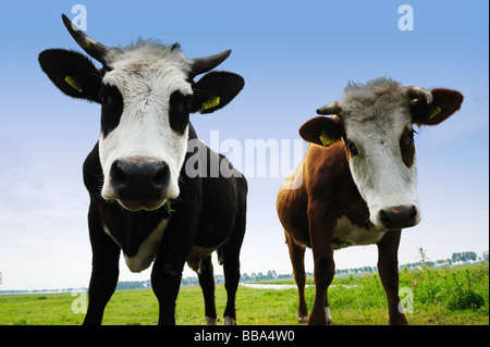 Kühe auf auf landwirtschaftlichen Nutzflächen in den Niederlanden Stockfoto