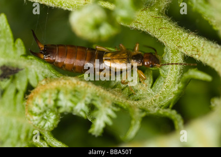 Gemeinsamen Ohrwurm (Forficula Auricularia) auf einem Blatt bracken Stockfoto